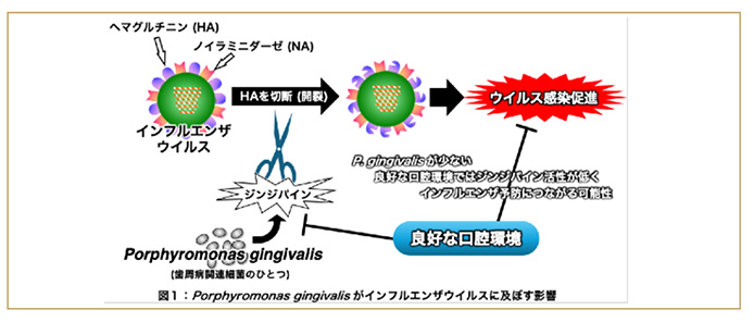 インフルエンザと歯周病菌は協力関係