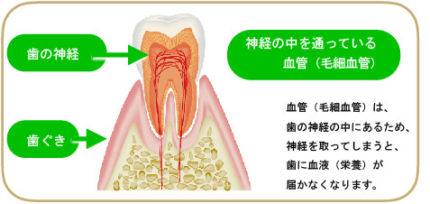 歯の寿命と神経の関係