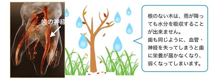 歯は神経も血管もある大切な臓器