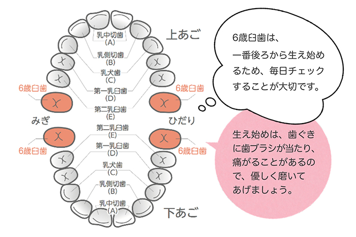 最初の永久歯 ～大切な6歳臼歯～